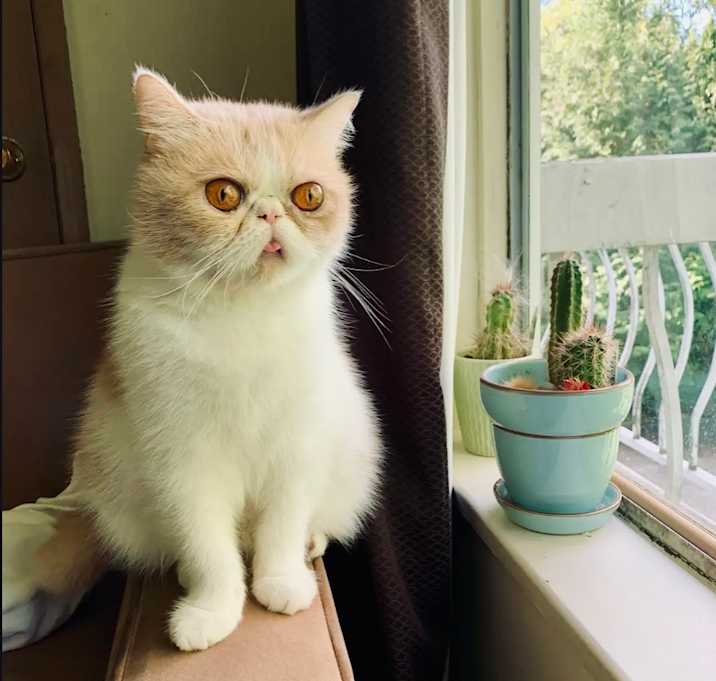 Photo of Bao 