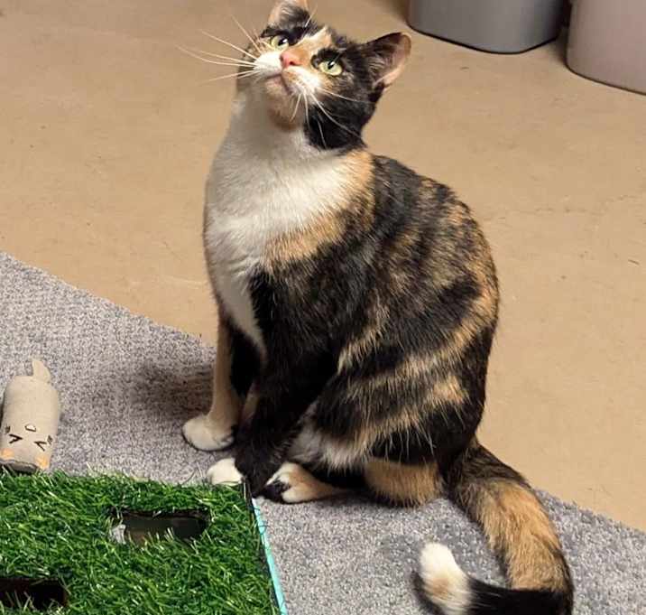 Photo of Dahlia