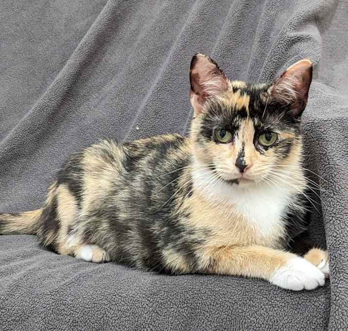 Photo of Maple