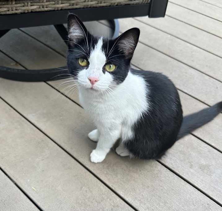Photo of Suri