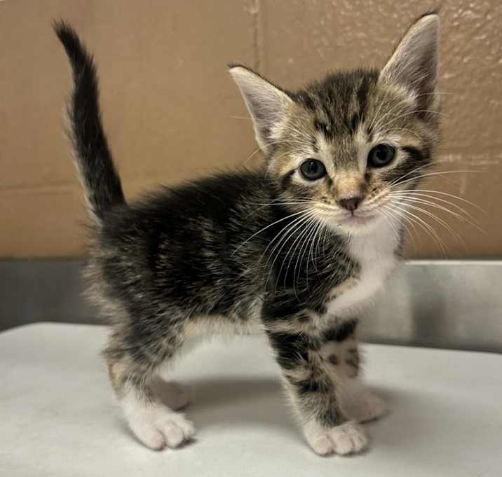 Photo of Milo