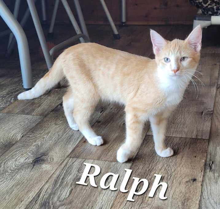 Photo of Ralph (Feral kitten)_6