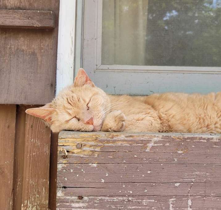 Photo of Buddy