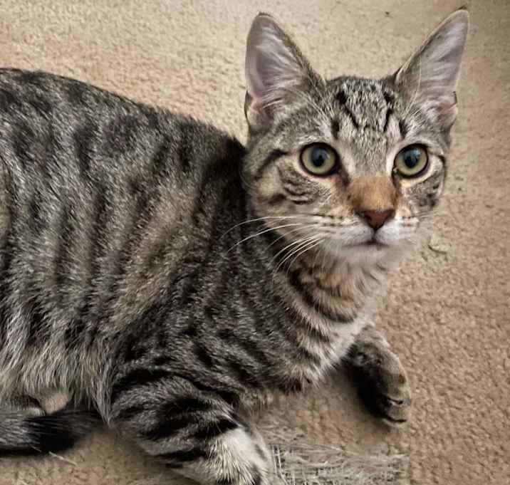 Photo of Zircon