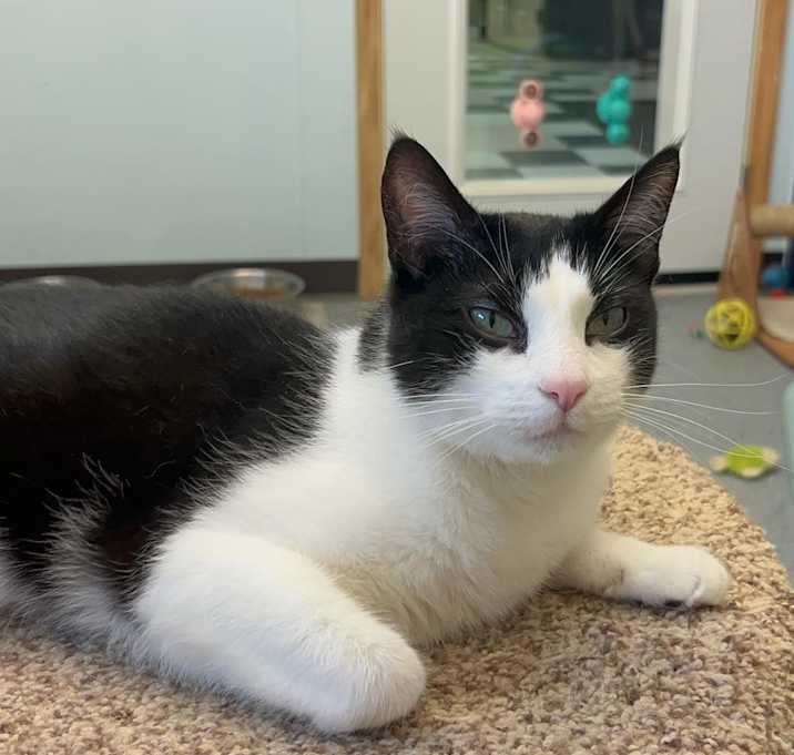 Photo of Eevee