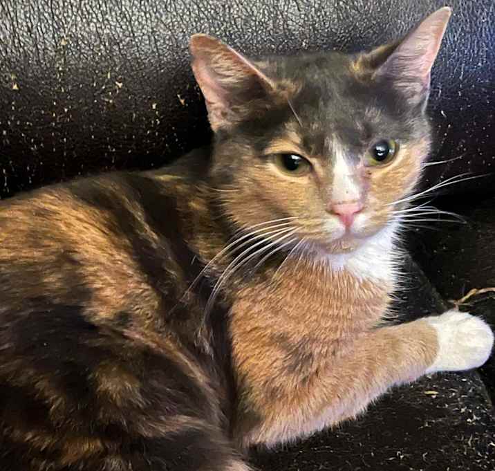 Photo of Snickers