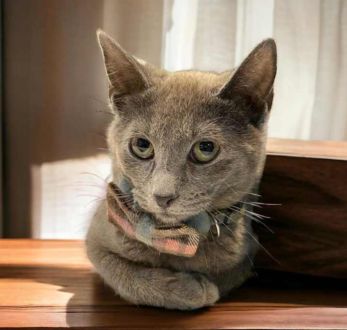 Photo of Lily (Bonded with Orca)