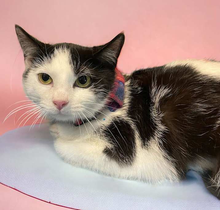 Photo of Orca (bonded with Lily)