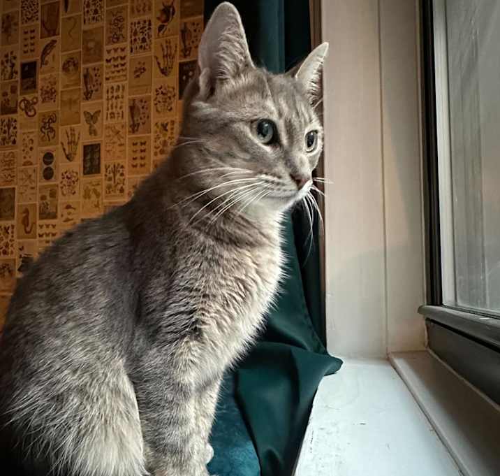 Photo of Misty