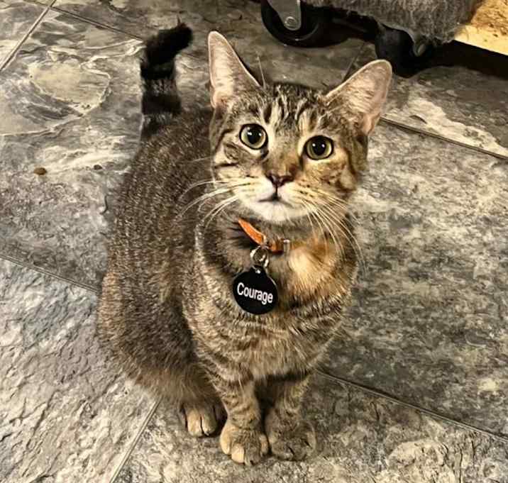 Photo of Courage (Feral)