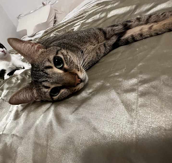 Photo of Dash