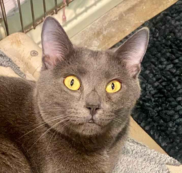 Photo of Mercury