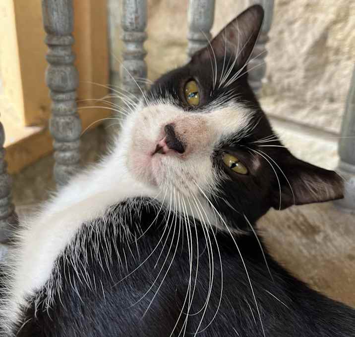 Photo of SPATZ