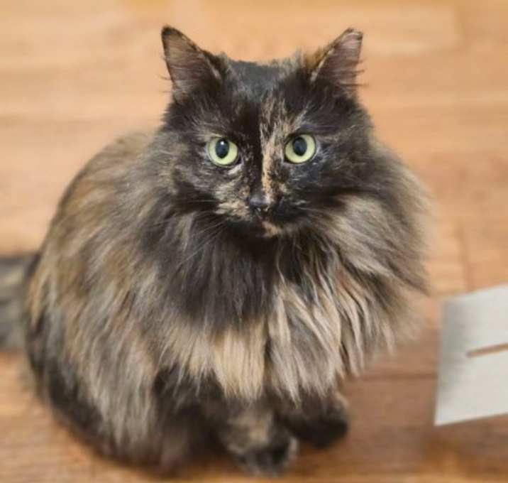 Photo of Brioche (and Baguette)