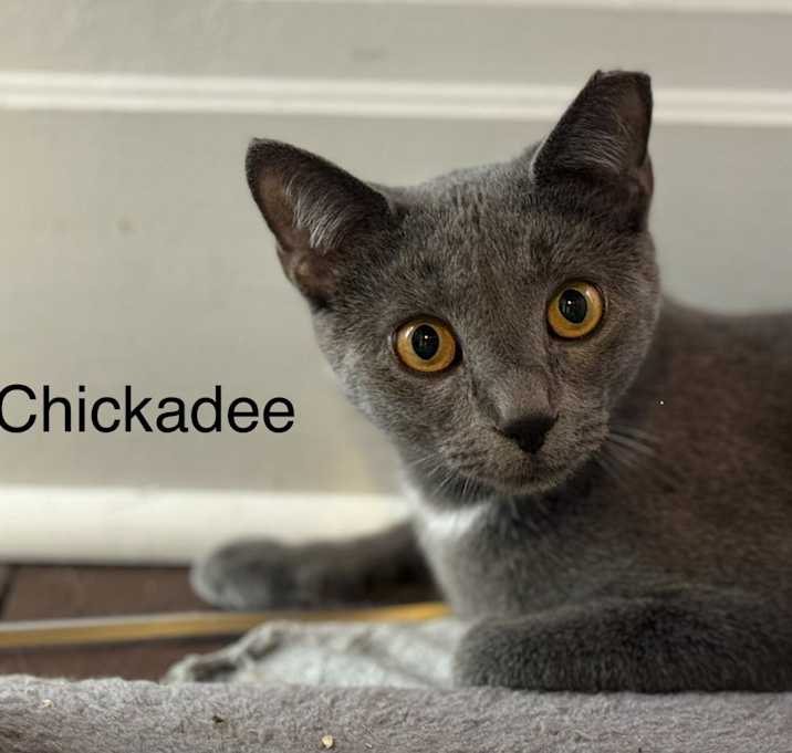 Photo of Chickadee