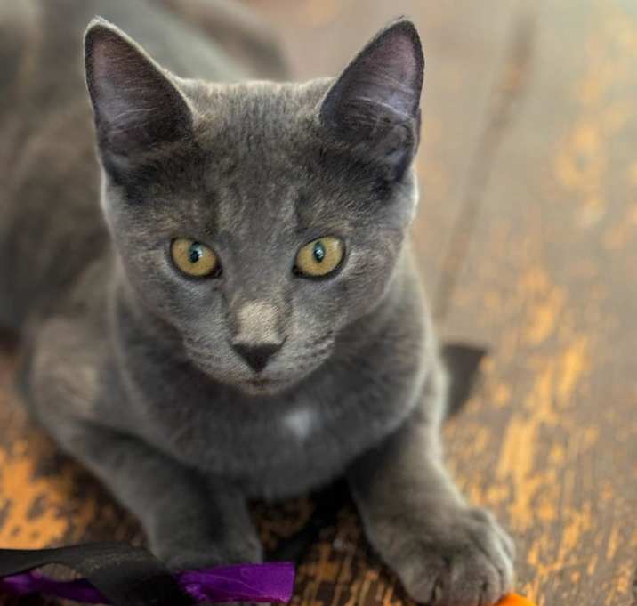 Photo of Lark
