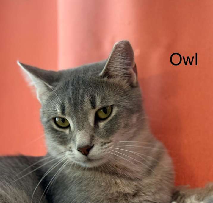 Photo of Owl