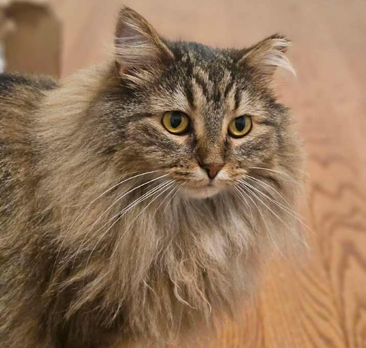 Photo of Baguette (and Brioche)
