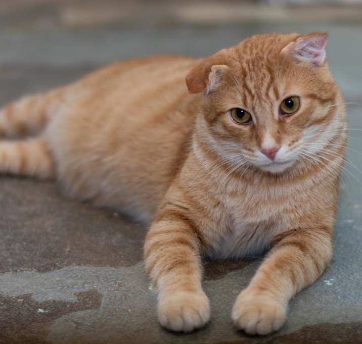 Photo of Thor