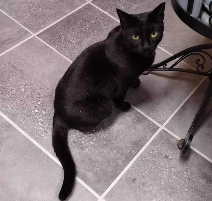 Photo of Jetta