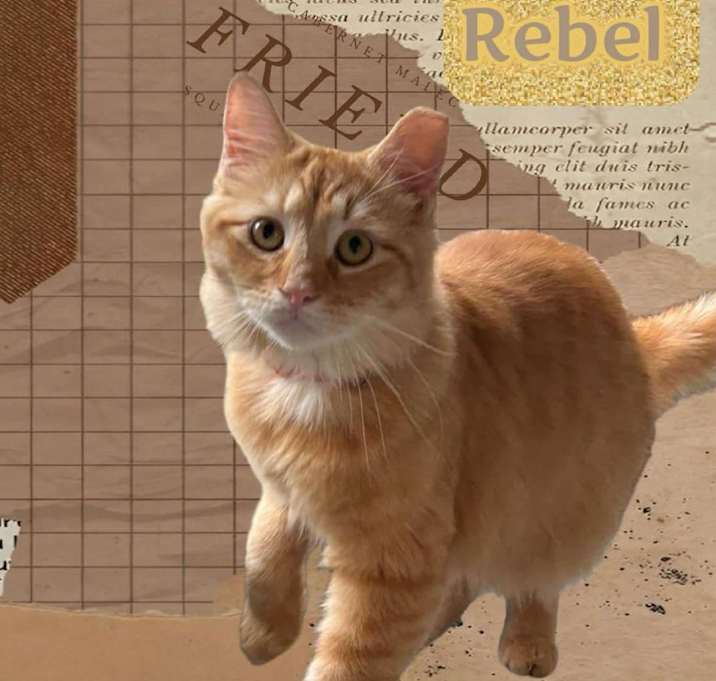 Photo of Rebel