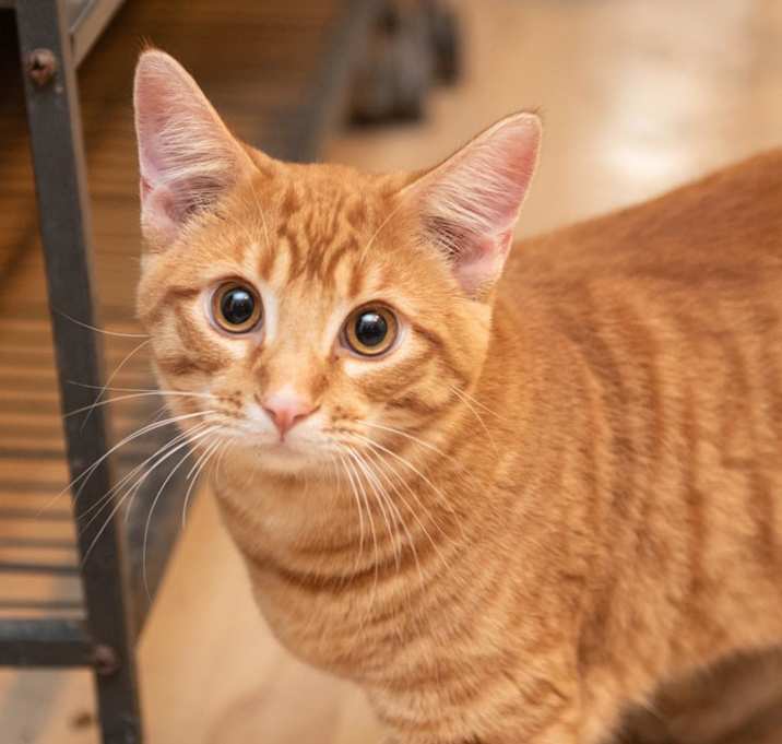 Photo of Alvin