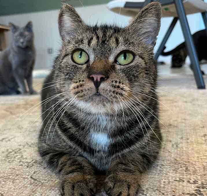 Photo of Chino