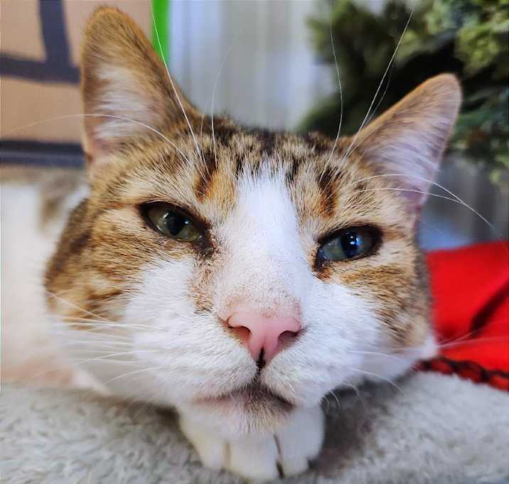 Photo of O'Malley