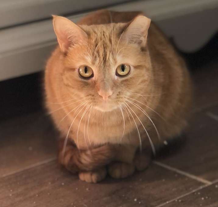 Photo of Scarlett - Shy