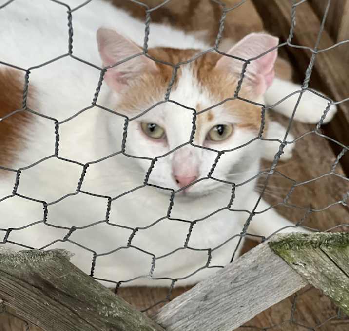 Photo of Mark Twain - Indoor Only Working Cat
