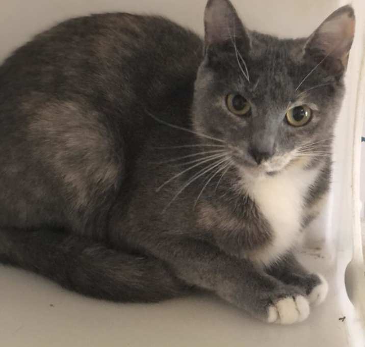 Photo of Mollie - Shy