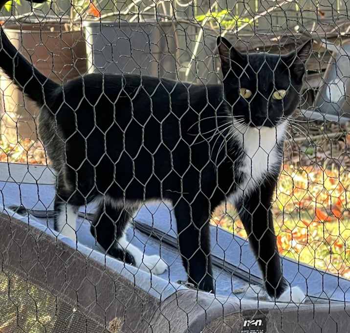 Photo of Binx - Barn/Working Cat
