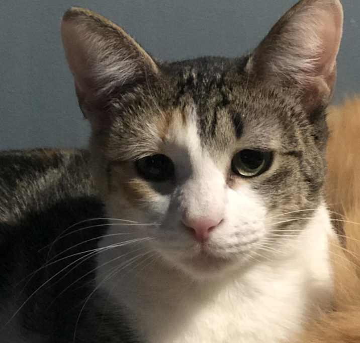 Photo of Kiki - Shy