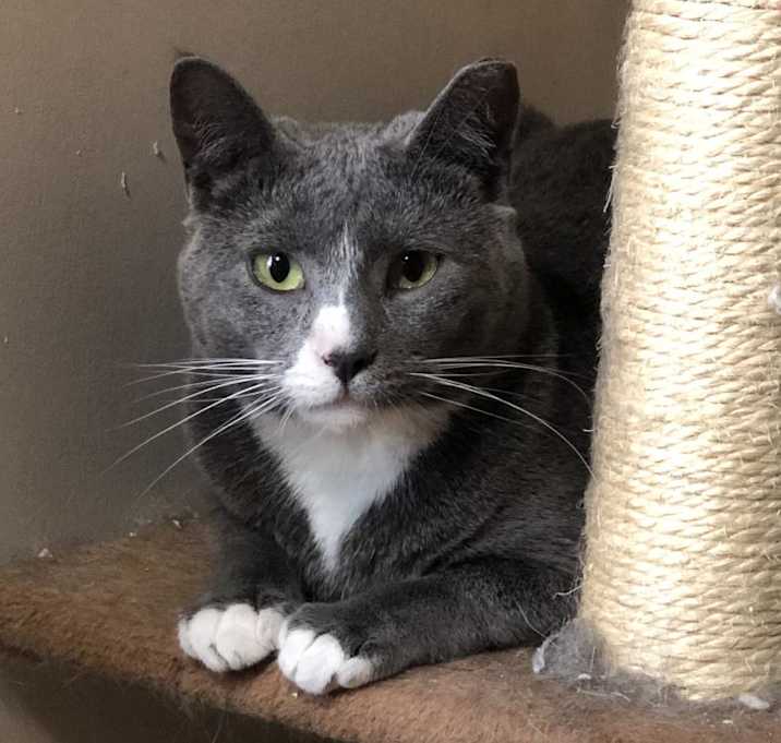 Photo of Greyjoy - Barn/Working Cat