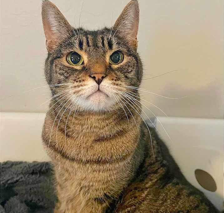 Photo of Wren