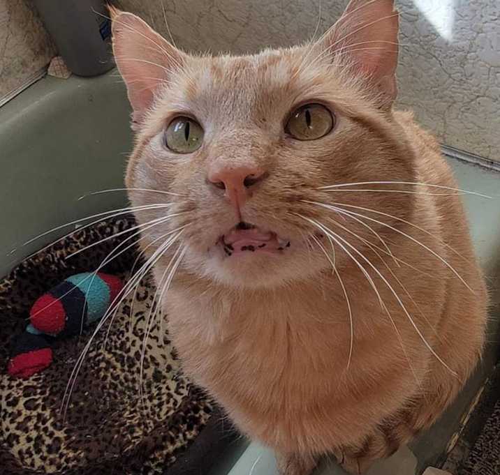 Photo of Gus Gus