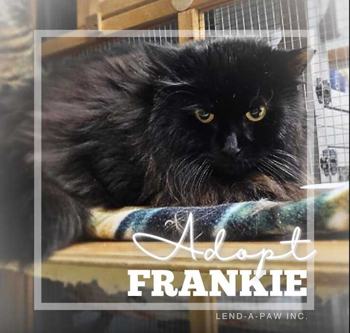 Photo of Frankie