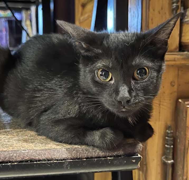 Photo of Piper