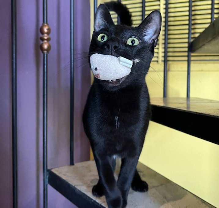 Photo of Kitty Pryde