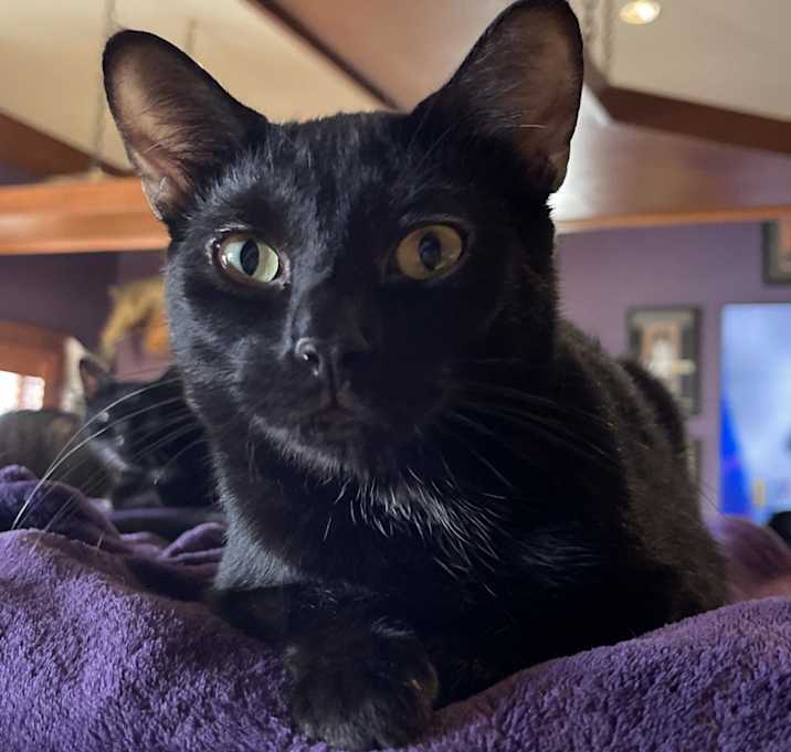 Photo of Puddin