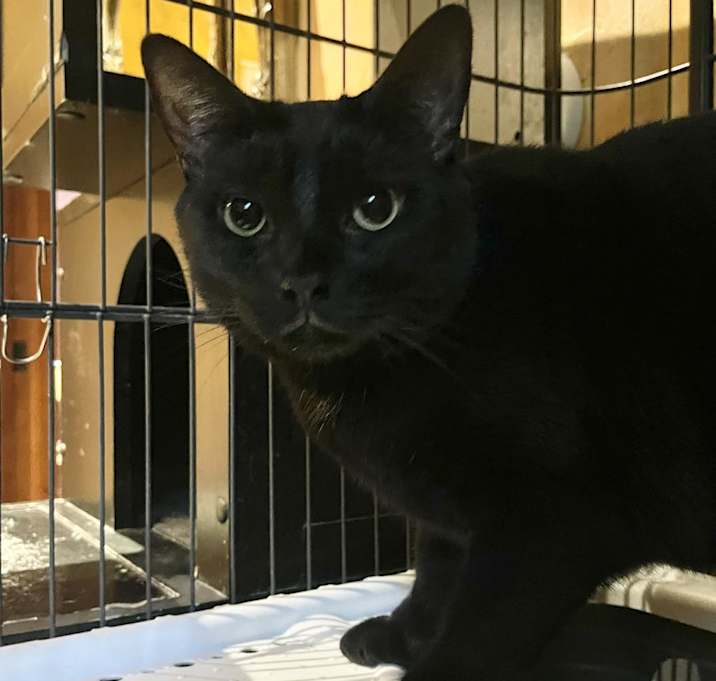 Photo of Shadow