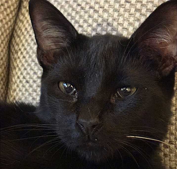 Photo of Onix