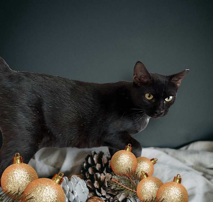 Photo of Elvira