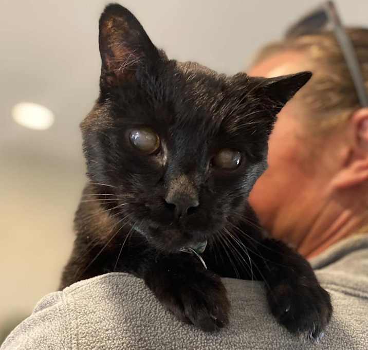 Photo of Loki