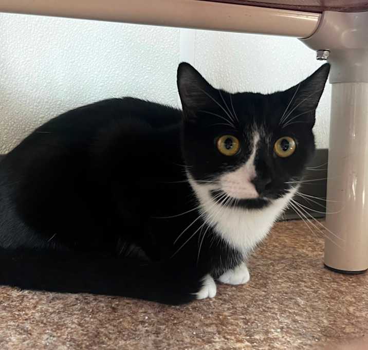 Photo of Cora