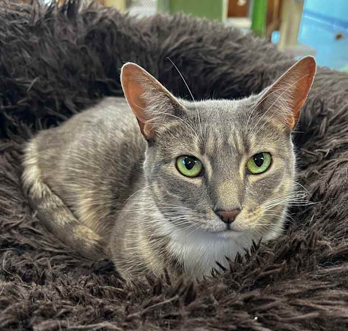 Photo of Whiskers (& Main)