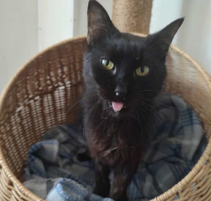 Photo of Gin