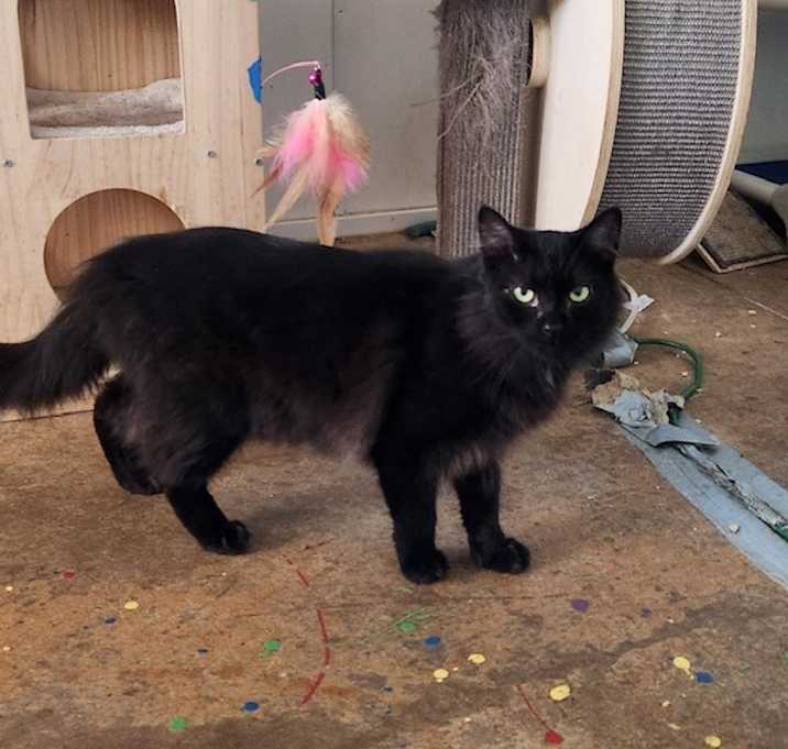 Photo of Rascal