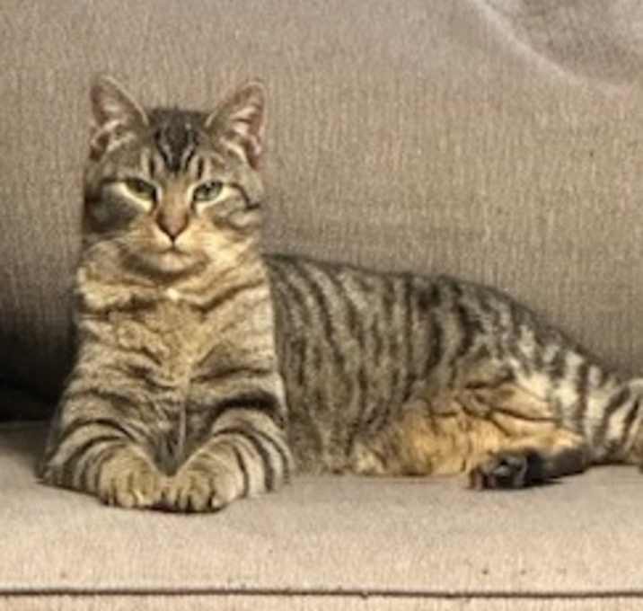 Photo of Guinness