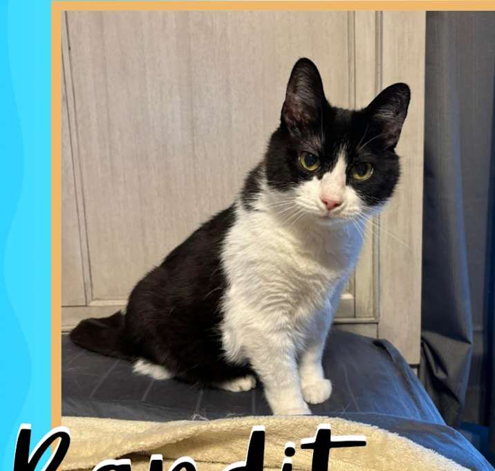 Photo of Bandit